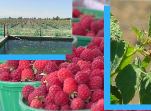 Полька, карамелька, королевский: какие сорта малины растут в Армавире