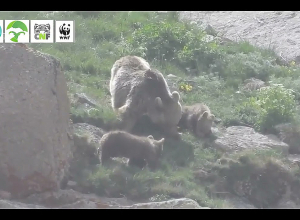 Գորշ արջի և նրա քոթոթների առավոտյան զբոսանքը