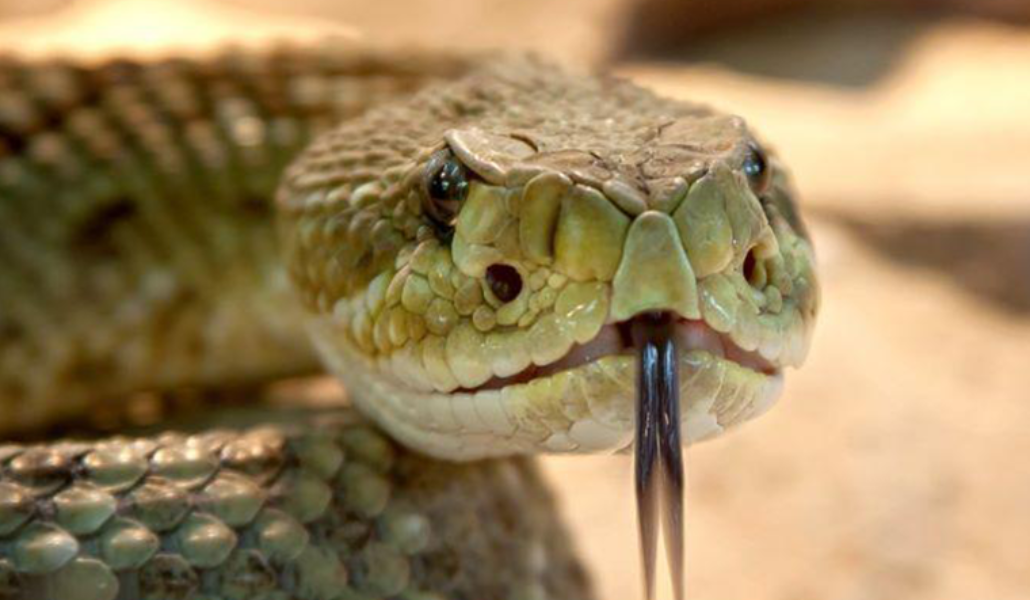 snake