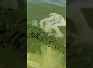 Чрезмерно позеленевший: озеро Севан сегодня