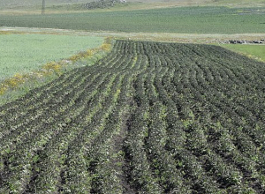 Նինոծմինդայում ցրտահարվել են կարտոֆիլի դաշտերը