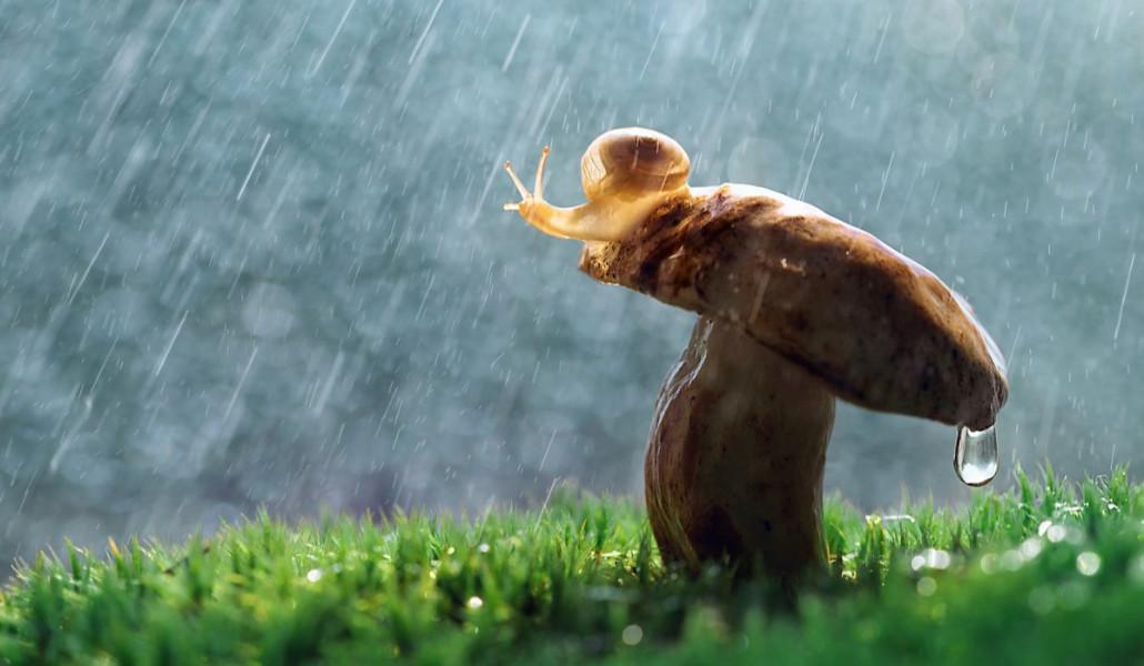 rain summer