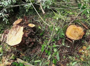 Ծառերն ապօրինի հատել էր անտառապահը․  ոստիկանության բա․