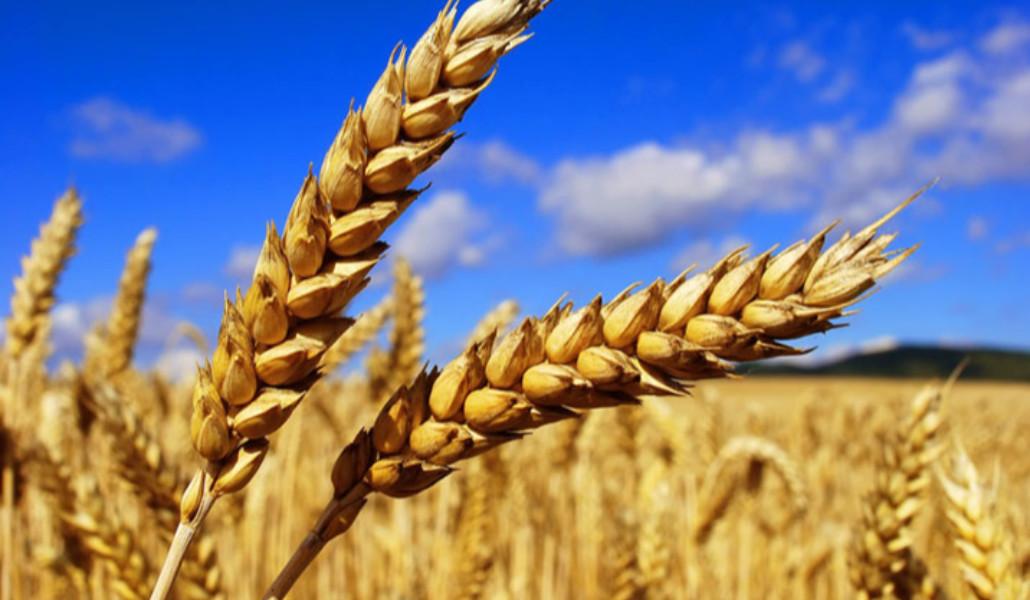 agriculture_449337396