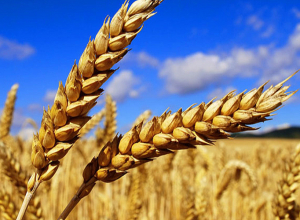 Որոշ լեռնային շրջաններում հացահատիկային մշակաբույսերը հասունացել են