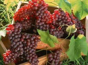Այսօր խաղողօրհնեք է