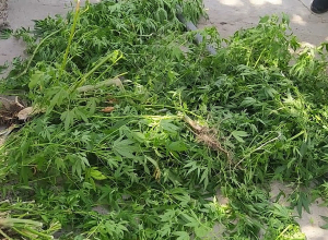 Полиция Арташата обнаружила 2 случая выращивания конопли