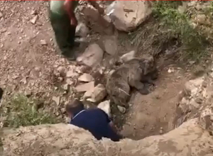 Медвежонок попал в ловушку браконьеров: его спасли