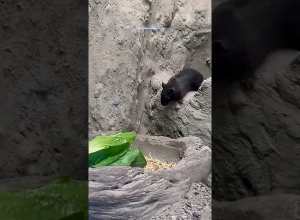 Կենդանաբանական այգու նոր բնակիչները