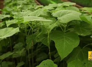 Новый экопарк и лесовосстановление на 10 га