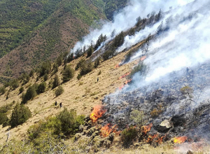 В результате обстрелов противника горят леса Джермука