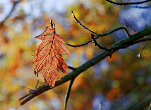 Солнечная осень в ближайшие дни