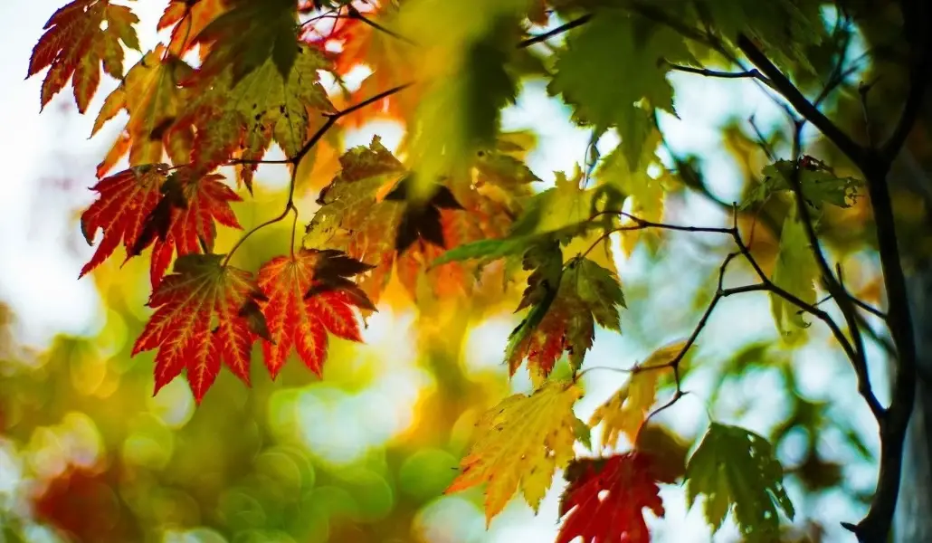 autumn