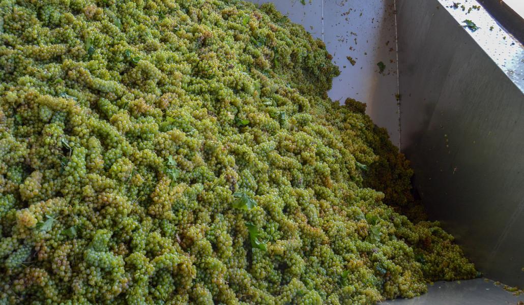 Խաղողի մթերում