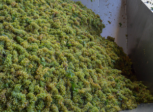 Տավուշի մարզում սկսել են խաղողի մթերումը