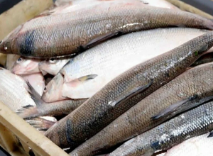 2004 կգ սառեցված ձկով բեռնված մեքենան Վրաստանից հետ է ուղարկվել Հայաստան