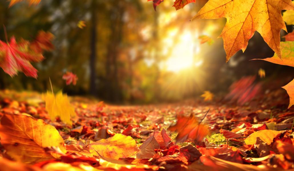 autumn 1