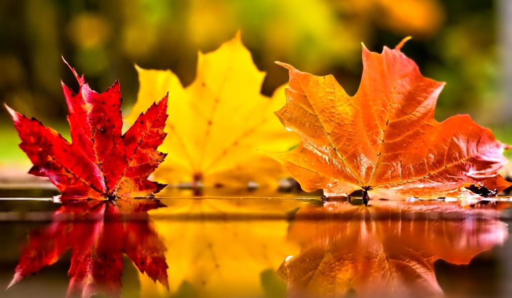 autumn november