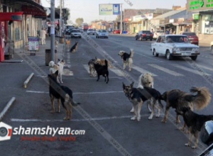 Աշտարակ քաղաքում թափառող շները հարձակվել են ու վնասվածքներ պատճառել տարեց կնոջը․ Shamshyan.com