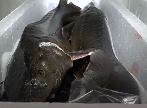 Производство рыбной продукции в Армении увеличилось