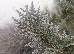 Прогноз погоды на ближайшие 5 дней