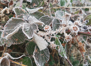 Температура воздуха повысится