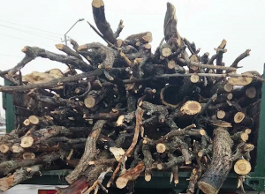 Ապօրինի հատել էին 50 կաղնի․ Աշտարակի համայնքային ոստիկանների բացահայտումը