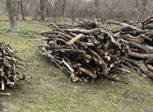 Աշտարակի ոստիկանները ապօրինի ծառահատման դեպք են բացահայտել