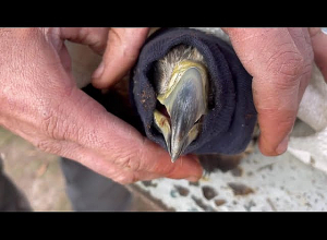 Հայտնաբերվել է վիրավոր քարարծիվ