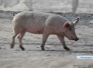 Շրջափակումից հետո Կուսապատում որոշել են հողով զբաղվել