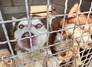 Տիգրան Ավինյանը հանդիպել է կենդանասերներին, քննարկել թափառող շների հետ կապված խնդիրները