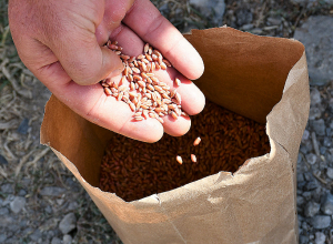  Պարենային ապրանքների համաշխարհային գները հունվար ամսին շարունակել են նվազել