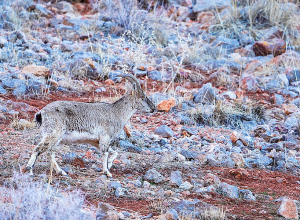 80 հազար եվրո՝ «Արփա» պահպանվող լանդշաֆտին