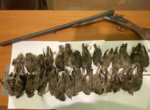 Որսագողության դեպք է  բացահայտվել