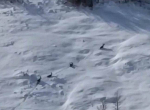 Եղնիկների զբոսանքը Մեղրաձորի անտառպետության անտառային տարածքում (տեսանյութ)