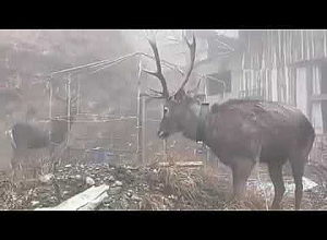 Ազնվացեղ եղջերուներ տեսնելու դեպքում՝ զանգահարել․ ՇՄՆ