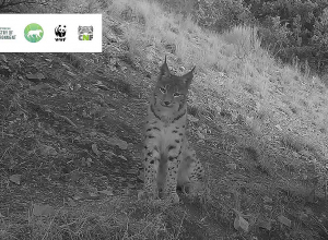 Խոսրովի արգելոցում տեսախցիկի առաջ լուսան է հայտնվել