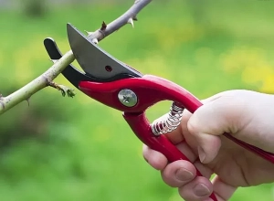 Վաղը Երևանի որոշ փողոցներ մասամբ փակ կլինեն․ իրականացվելու է ծառերի էտ