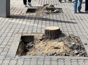 Արմեն Բեգոյանը Կասկադի տարածքում է՝ պատասխանելու ծառերի փոխարինման մասին հարցերին․ քաղաքապետարան