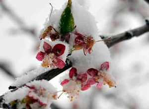Самая низкая температура в Араратской долине ожидается в ночь с 1 на 2 апреля
