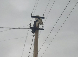 Փրկարարներն արգելափակումից դուրս են բերել արագիլի