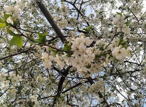 Օդի ջերմաստիճանը կբարձրանա
