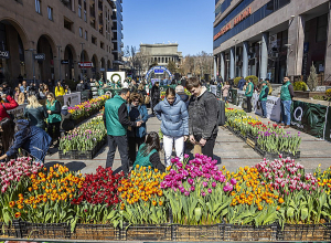 Հյուսիսային պողոտան կողողվի հազարավոր վարդակակաչներով