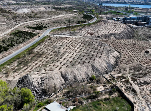 Գարնանային ծառատունկին Երևանում շուրջ 6000 ծառ կտնկվի