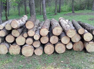 Ապօրինի ծառահատում դենդրոպարկում․ Տավուշի ոստիկանների բացահայտումը