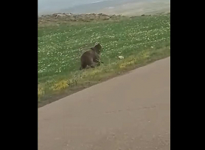 Արջը՝ Մարալիկի դաշտերում