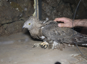 Փրկարարները օգնության են հասել վիրավոր թռչունին
