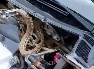 Թունավոր օձը հայտնվել է ավտոմեքենայի մեջ