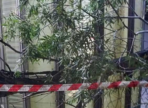 Քամու հետևանքով ծառեր են տապալվել