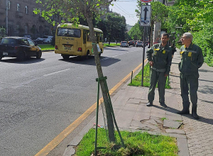 Մեքենան վնասել է Սայաթ-Նովա պողոտայի նորատունկ սոսի գնդաձև ծառը